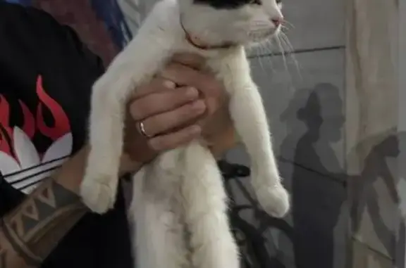 Найдена кошка, Пушкино, фото: Кошка найдена: Ярославское шоссе 141