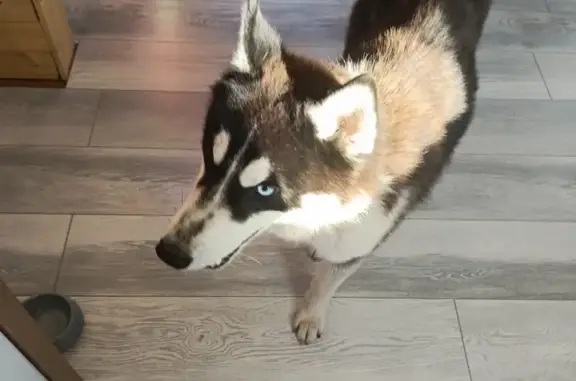 Найдена хаски, Ильинка, Дачная ул.