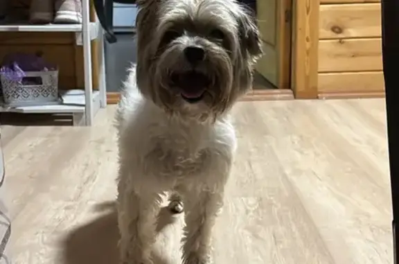 Найдена собака Рекс, МО, 36