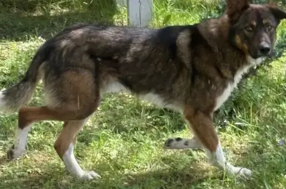 Найдена собака, , фото: Собака найдена в СНТ, Московская область