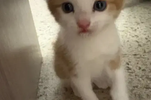Найдена кошка, Ярославль, фото: Найдена кошка, ул. Свободы 87, Ярославль