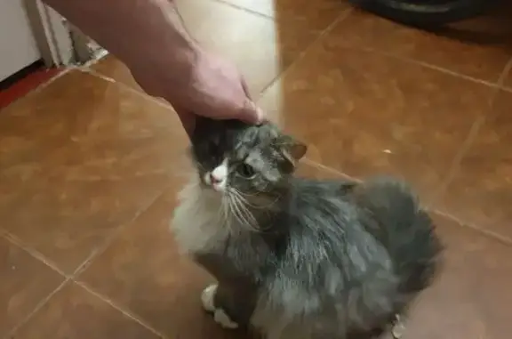 Найдена кошка, Минск, фото: Кошка найдена: пр. Независимости, Минск