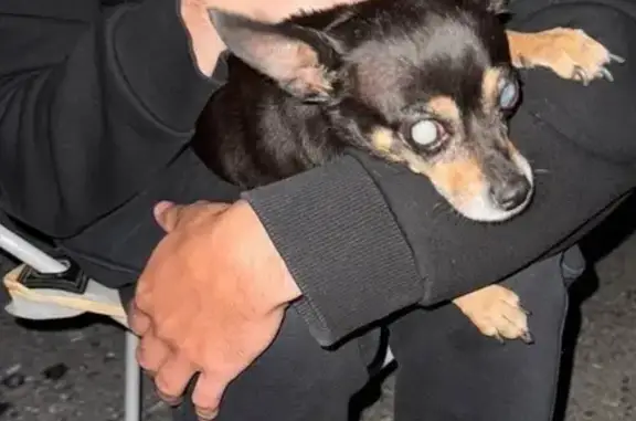 Собака найдена, ул. Р. Зорге, Уфа