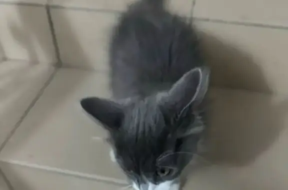 Найдена кошка, Симферополь, фото: Кошка найдена: Гагарина, 26, Симферополь