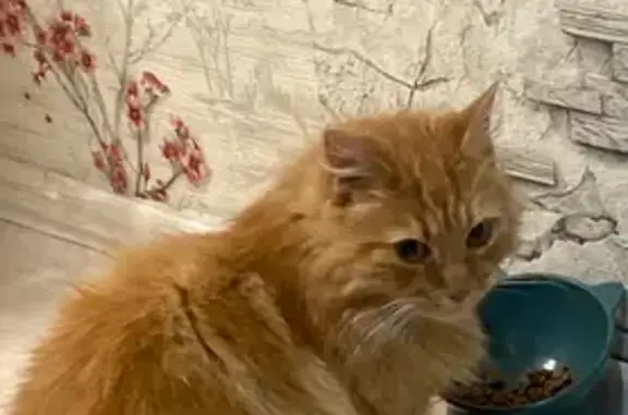 Найдена кошка, Коммунальная 52, Псков