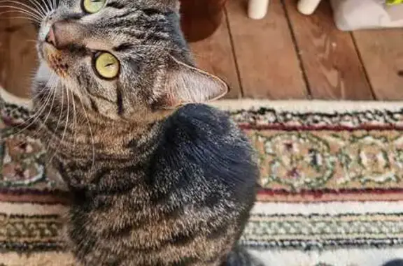 Найдена кошка, Нерюнгри, фото: Кошка найдена: пр. Геологов, 67, Нерюнгри