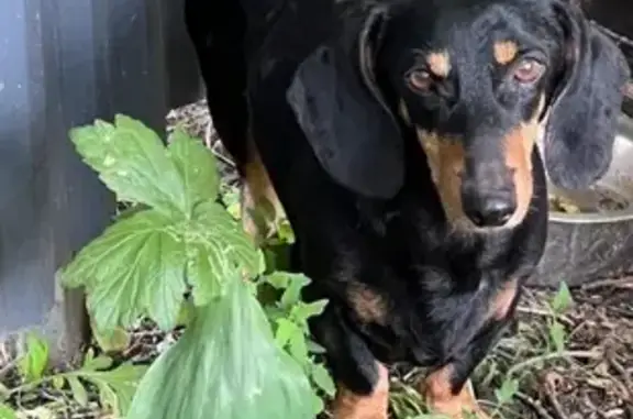 Найдена собака, Новосельцевское, фото: Найдена такса, Казанка, Томская область