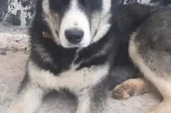 Собака найдена на Нижнемуллинской, 9А