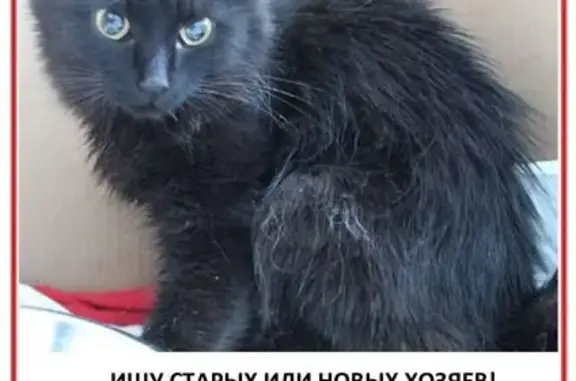 Кошка найдена: ул. Березина, 3А/1, Крск