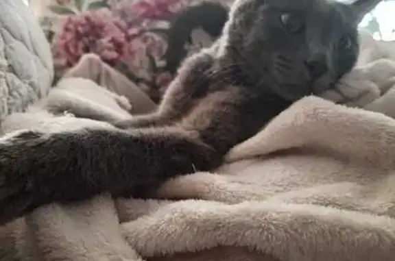 Серая кошка найдена, пл. Ленина, Северск