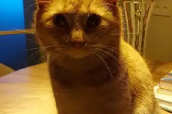 Найдена кошка, Сосновское сельское поселение, фото: Пропал рыжий кот, 6-й Железнодорожный 18