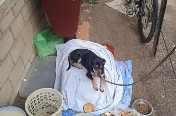 Найдена собака, Уфа, фото: Кошка найдена: пр. Октября, 91, Уфа