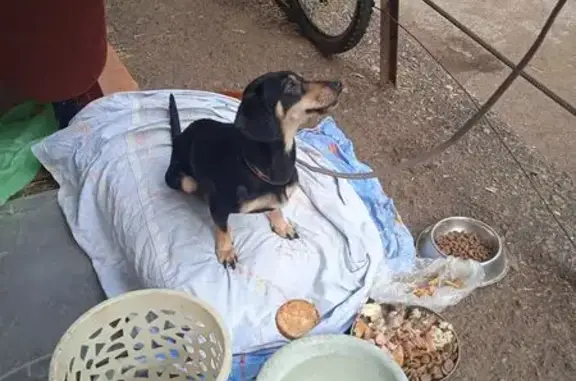 Собака найдена: пр. Октября, 91, Уфа