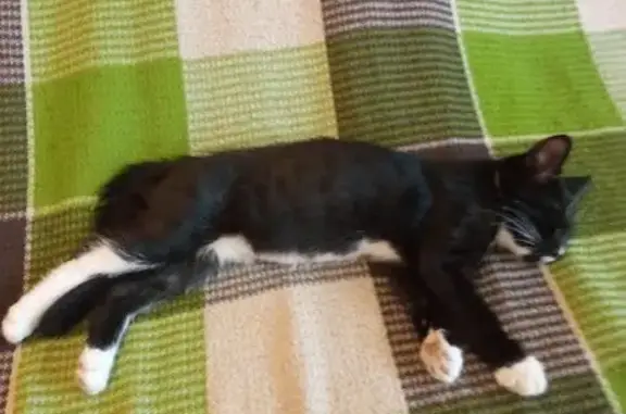 Кошка найдена на Артиллерийской, 53А