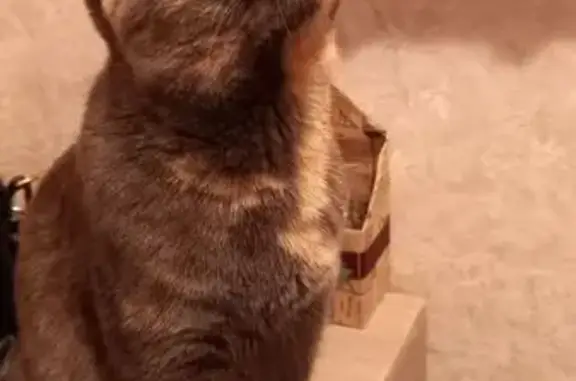 Кошки потеряшки, Кемерово, фото: Потеряшка кошка, ул. Свободы, 27, Кемерово