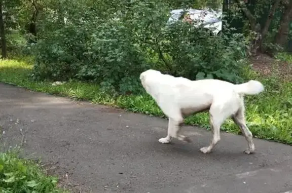 Найдена собака, Ижевск, фото: Найден алабай у кафе на Дзержинского, 48Б