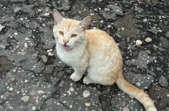 Котик найден у сквера на Западной, 13, Псков