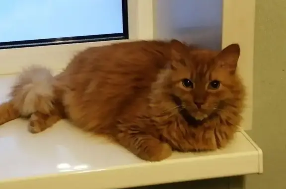 Кошки потеряшки, Кузнецовское, фото: Потеряшка кошка, Солнечная ул., Кузнецово