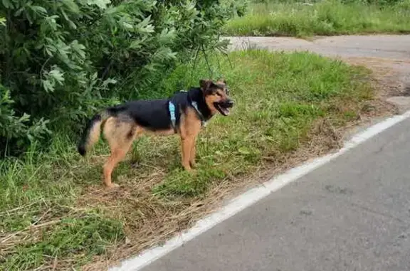 Собаки найдены: 41К-144, Скреблово