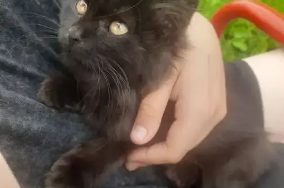 Найдена кошка, Агрыз, фото: Чёрная кошка найдена, Кирова 13, Агрыз