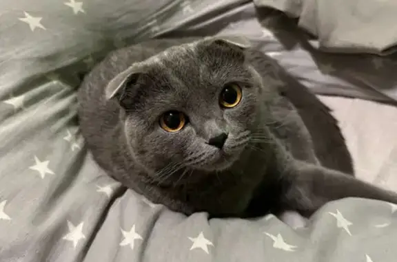 Найденные животные Салехард, фото: Пропала кошка, ул. Броднева, 28, Салехард