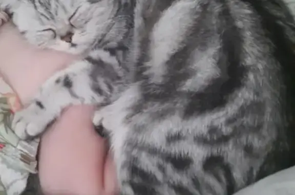 Потерянные животные Омск, фото: Пропала кошка, ул. Перелёта 6, Омск