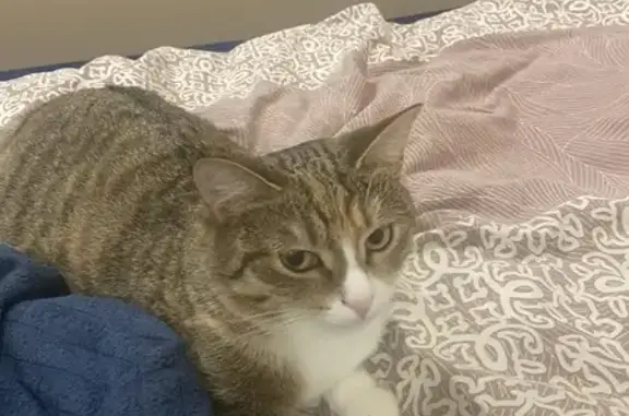 Кошки потеряшки, Тверь, фото: Потеряшка кошка, Тверь, ул. Серова, 33