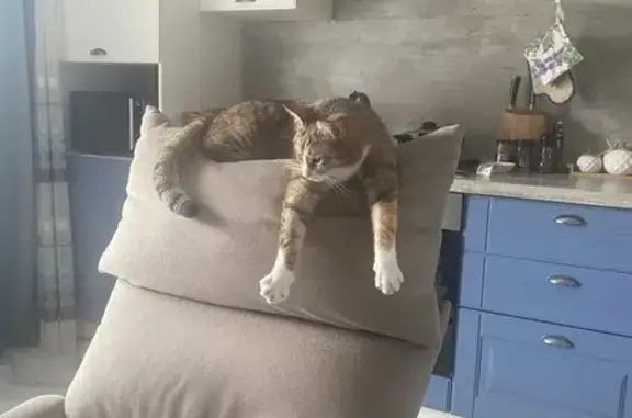 Кошки потеряшки, Тверь, фото: Потеряшка кошка, 2-я ул. Серова, 33, Тверь