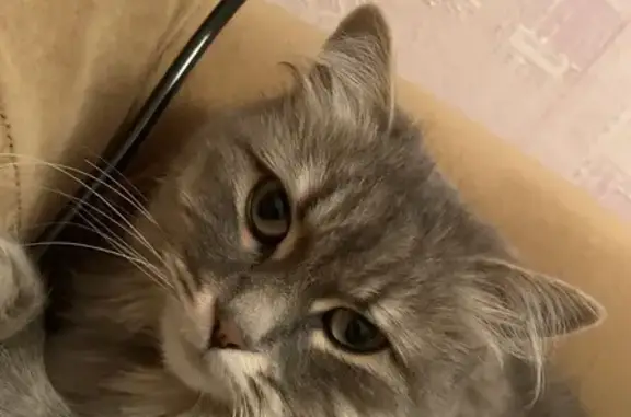 Пропала кошка, ул. Гагарина 5В, Усть-Кулом