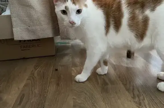 Кошки потеряшки, Рязань, фото: Потеряшка кошка, Рязань, Золотое кольцо