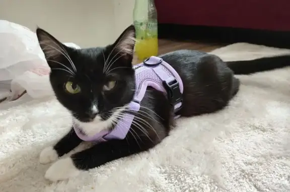 Кошки потеряшки, Рязань, фото: Потеряшка кошка, Касимовское шоссе 42 к1