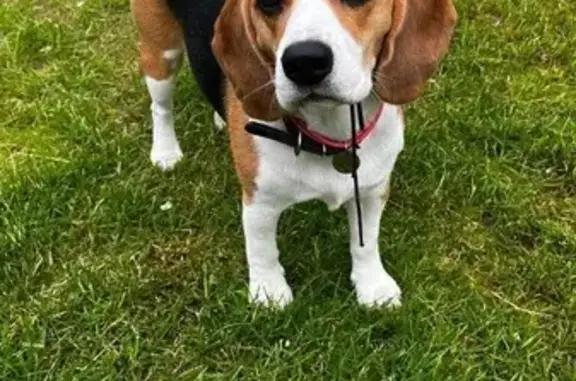 Пропала собака, Центральная ул., Карелия