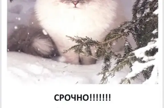 Поиск домашних животных, фото: Пропала кошка, Ильинское ш., МО