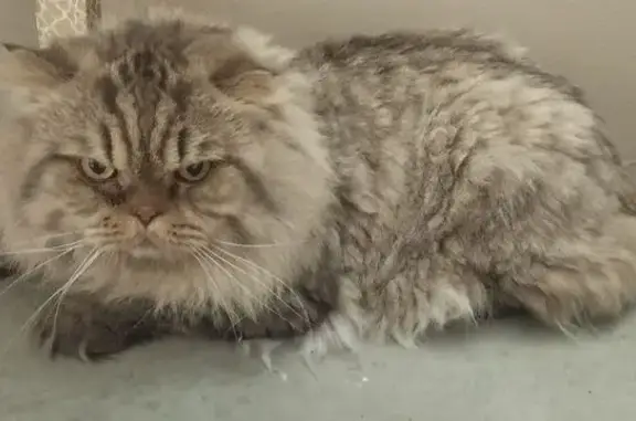 Найдена кошка, Томская область, фото: Найдена кошка, Томск, Томская область