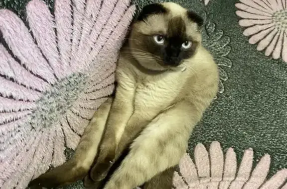 Кошки потеряшки, Калининград, фото: Потеряшка кошка, ул. Клары Цеткин, 78