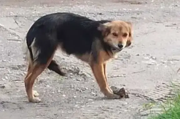 Найдена собака, Тамбов, фото: Найдена собака на Авиационной, 143