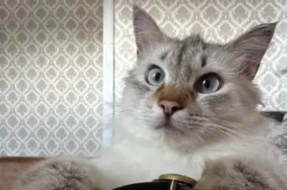Пропала кошка, Вокзальная ул., 22, Омск