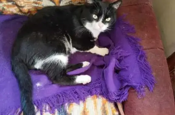 Кошки потеряшки, , фото: Потеряшка кошка, Садовая ул., 87