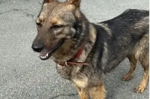 Собаки потеряшки, Челябинск, фото: Потеряшка собака на Братьев Кашириных, 87А