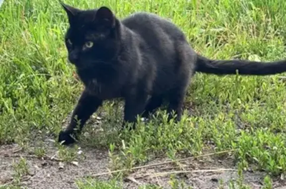 Найдена кошка, Назиевское городское поселение, фото: Кот найден: Мурманское ш., Назия