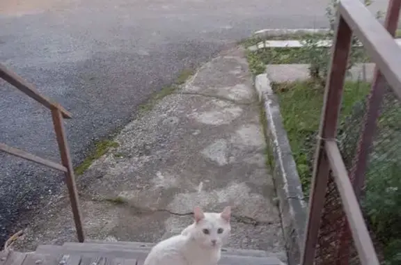 Найдена кошка, Златоуст, фото: Крупный белый кот найден в Златоусте, Гагарина 29