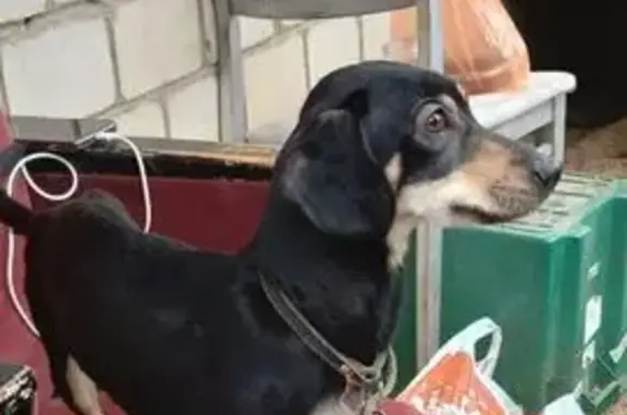 Найдена собака на ул. Чудинова, 1/2, Уфа