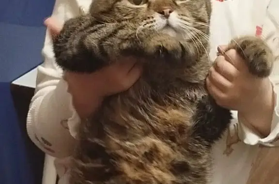 Пропала кошка, Садовая ул., Нижний Тагил