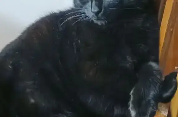 Пропала черная кошка, Рабфаковский 9 к1