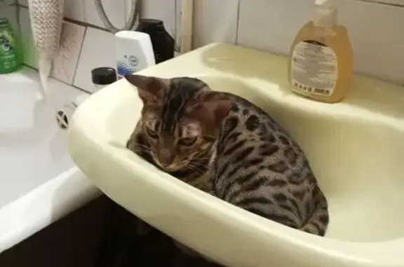 Кошка найдена: ул. Бебеля 118, Екатеринбург