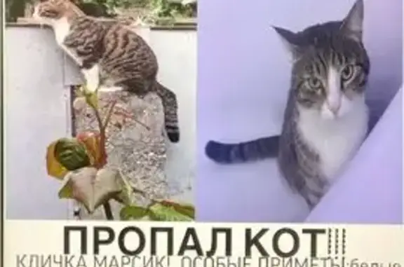 Пропала кошка, Стадионная ул., Симферополь