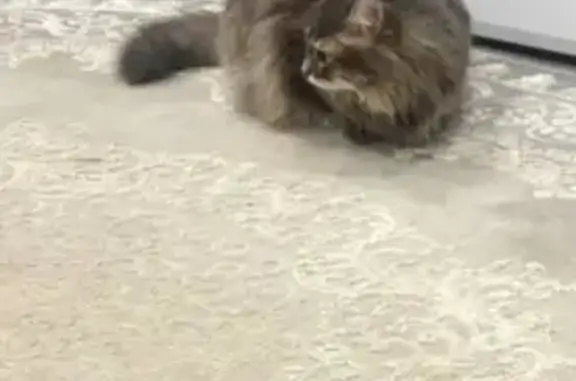 Потерянные животные Красноярск, фото: Пропала кошка, Яковлева 22, Красноярск