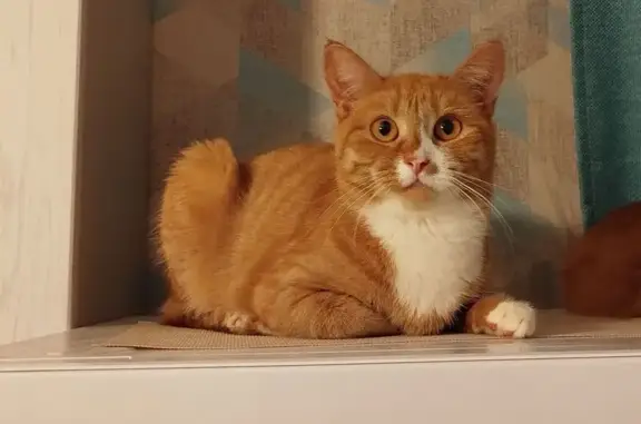Пропала кошка, ул. Резинстроя, 6, Тверь