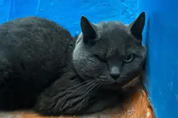 Найдена кошка, Юрга, фото: Найдена кошка, ул. Никитина, 38, Юрга