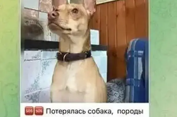 Пропала собака: Полевая Интернациональная, 22
